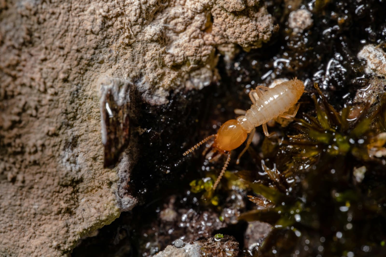 Termite and wood-destroying insect inspection in North Carolina